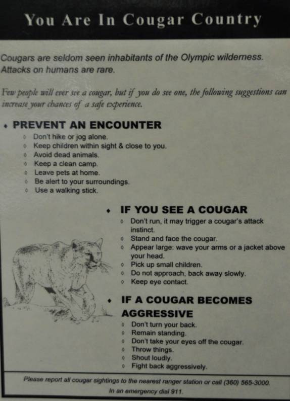 Orientações para o caso de encontrarmos um puma na Hoh Forest, no Olympic National Park, no estado de Washington, oeste dos Estados Unidos